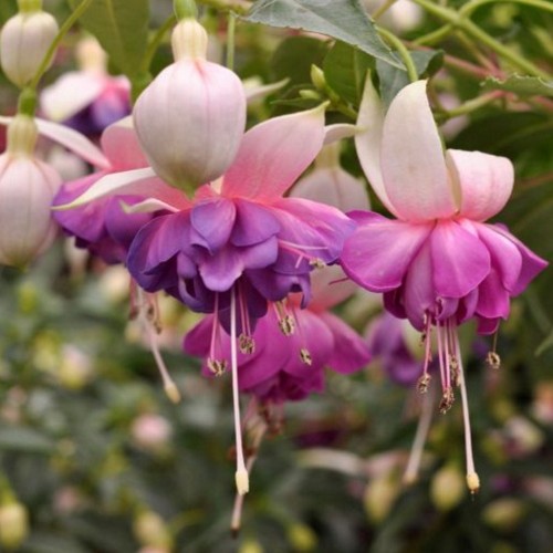 Fuchsia 'SHADOW DANCER Beatrice' - Fuksia 'SHADOW DANCER Beatrice' 